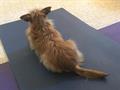 An attentive dog at a private yoga class.